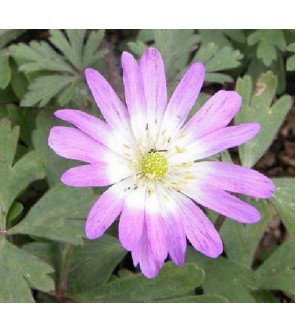 Anemone Blanda Charmer