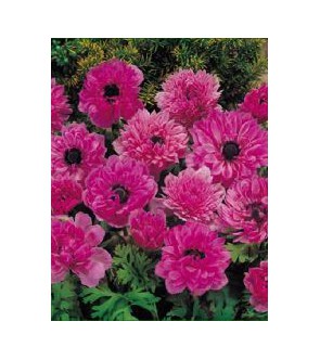 Anemone Coronaria Doppio Admiral
