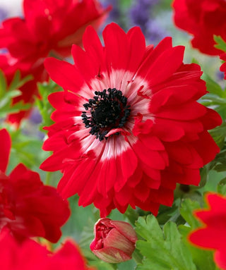 Anemone Coronaria Doppio Governor