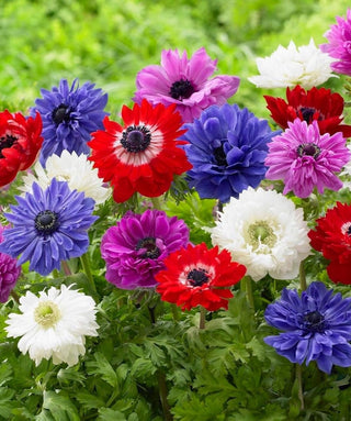 Anemone Coronaria Doppio St.Brigid Miscuglio