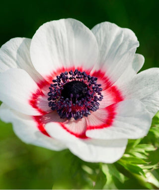 Anemone Coronaria Semplice Bicolor bulbi giganti