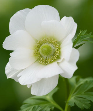 Anemone Coronaria Semplice Bride