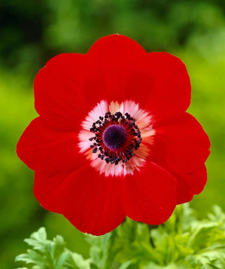 Anemone Coronaria Semplice Hollandia