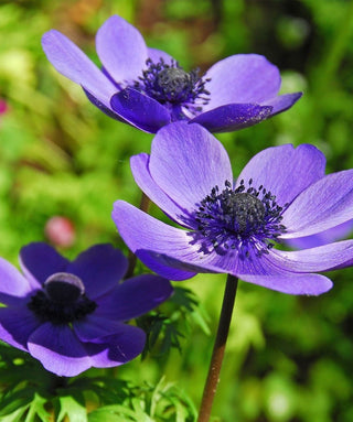 Anemone Coronaria Semplice Mr. Fokker