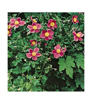 Anemone Hupehnsis September Charme