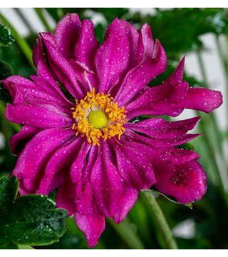 Anemone Hupensis Prinz Heinrich