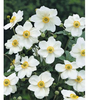 Anemone Hybrida Andrea Atkinson