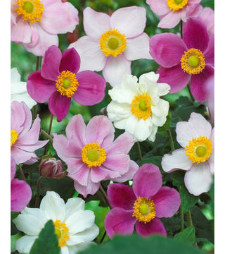 Anemone Hybrida Miscuglio