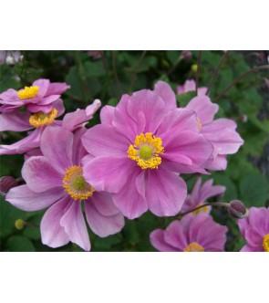 Anemone Hybrida Serenade