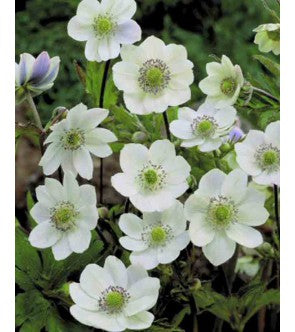 Anemone Levellei