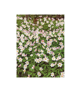 Anemone Nemorosa