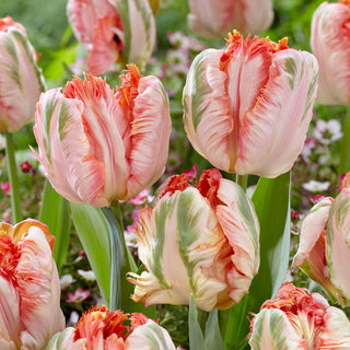 Tulipano pappagallo Apricot Parrot