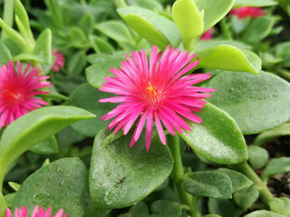 Acetosa sicula