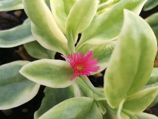 Acetosa sicula variegata
