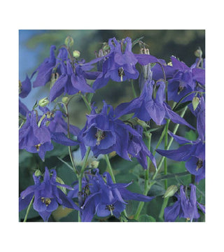 Aquilegia Blue Barlow