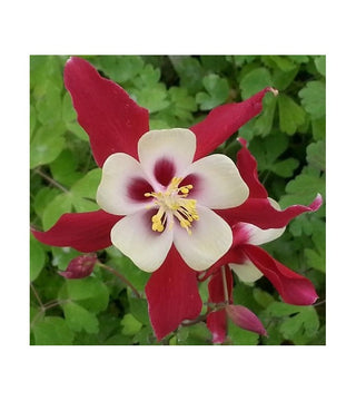 Aquilegia Crimson Star