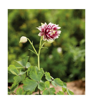 Aquilegia Nora Barlow