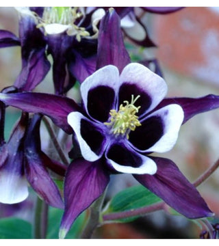 Aquilegia William Guiness