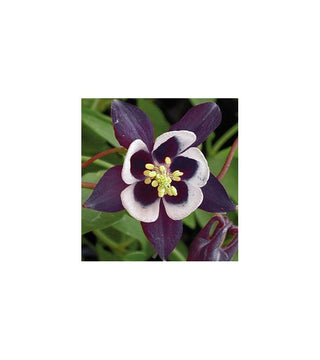 Aquilegia William Guiness