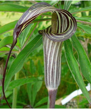 Arisaema Consanguineum