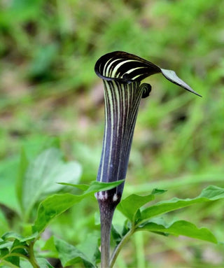 Arisaema Costatum