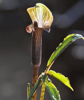 Arisaema Nepenthoides
