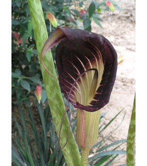 Arisaema Speciosum