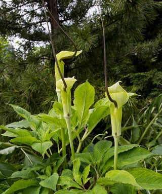 Arisaema Tortuosum Syn Helleborifolium