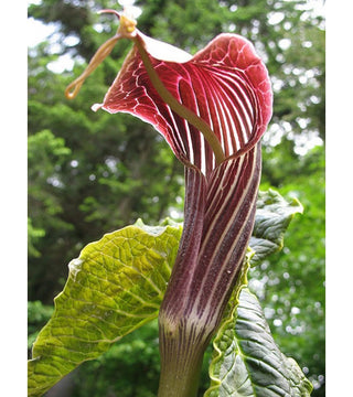 Arisaema Utile