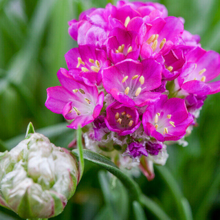 Armeria