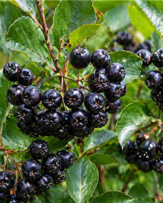 PIANTA DI ARONIA MELANOCARPA