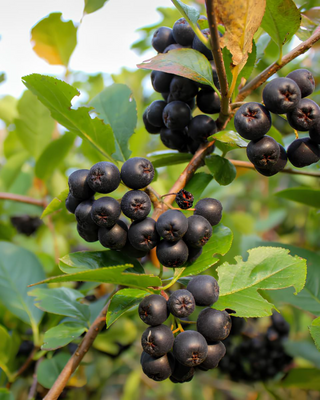 ARONIA O BACCHE DI ARONIA