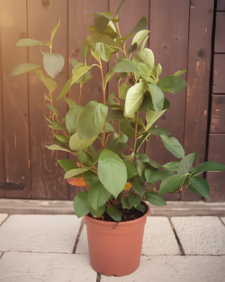 ARONIA O BACCHE DI ARONIA