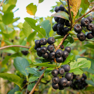 Aronia o bacche di Aronia