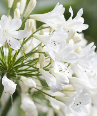 Agapanthus Artic Ice