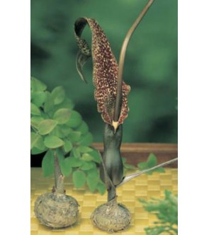 Arum Cornutum Sin Sauromatum Venosum