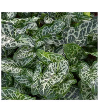 Arum Italicum Marmoratum