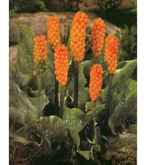 Arum Italicum vaso