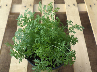 Artemisia annua