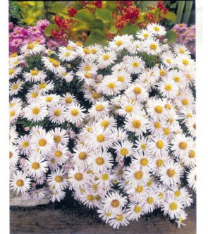Aster Dumosus O Settembrino Apollo