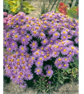 Aster Dumosus O Settembrino Blaue Lagune