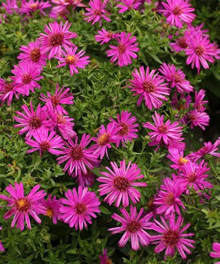 Aster Dumosus O Settembrino Jenny