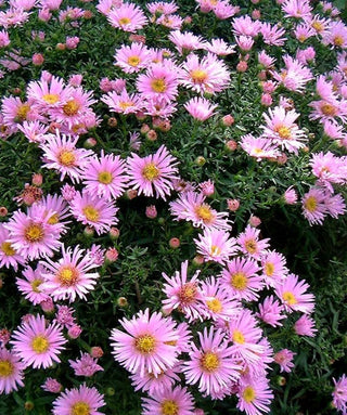 Aster Dumosus O Settembrino Miscuglio