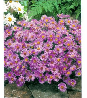 Aster Dumosus O Settembrino Peter Harrison