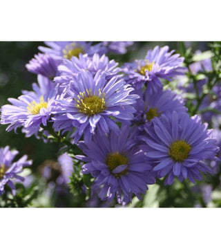Aster Novi Belgii Marie Ballard
