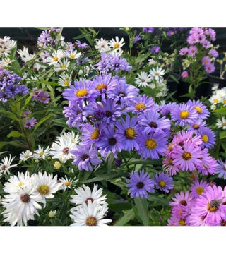 Aster Novi Belgii Miscuglio