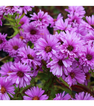 Aster Novi Belgii Patricia Ballard