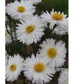 Aster Novi Belgii White Ladies