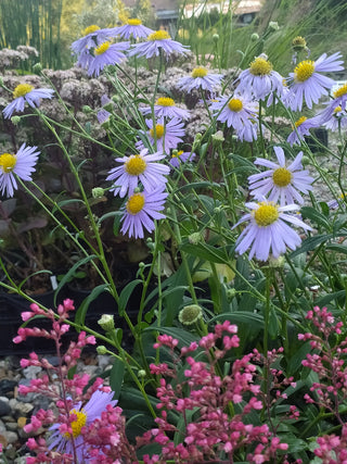 Aster koraiensis