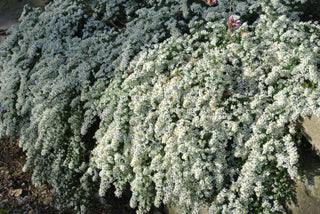 Aster ericoides 'Snow Flurry'